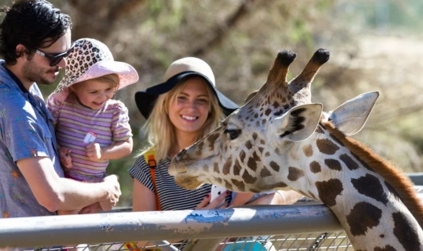 Safari Etiquette: How to be a Responsible Traveler in the Wild